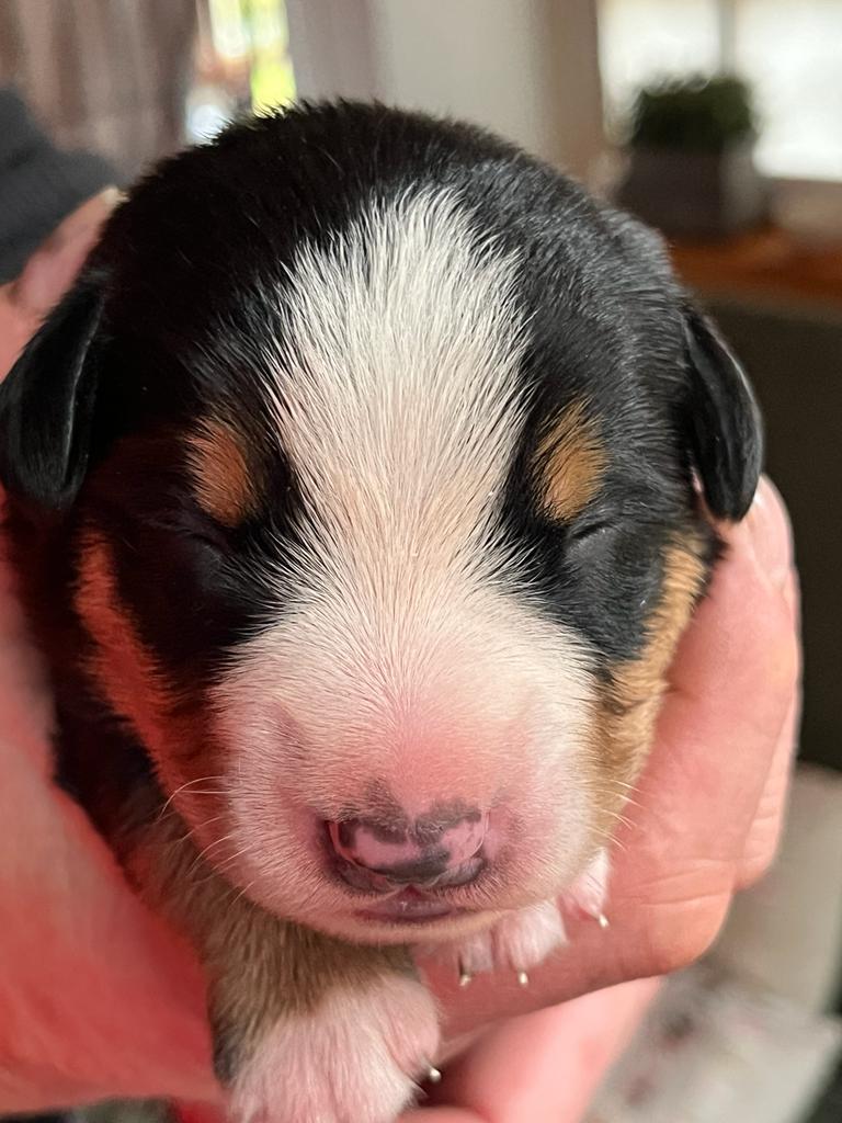 Reutje 2 - 1 week oud