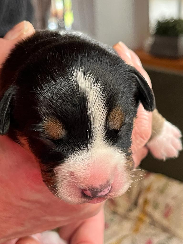 Teefje 1 - 1 week oud