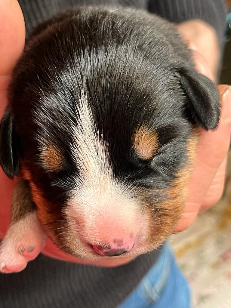 Teefje 2 - 1 week oud